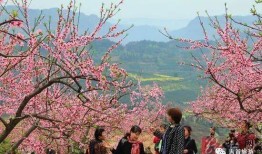 花花的世界，探索花花背后的花卉奥秘