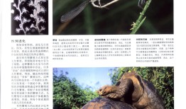 动物百科大全，探索自然界的奇妙生物