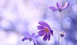 昵称花花的由来，一段温馨的故事