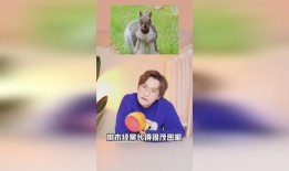 揭秘熊猫，一般人不知道的冷知识