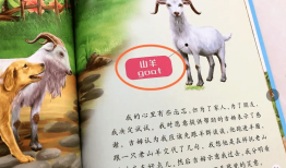 动物百问百答视频大全，揭秘自然界的奇妙世界