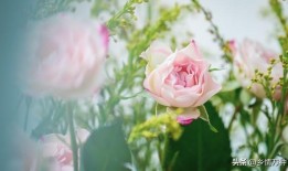 花语，花代表的意义及其文化传承