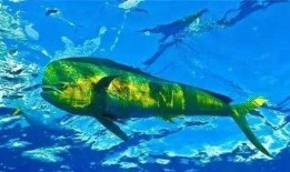 探索知识海洋，百科平台软件下载指南