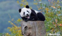 揭秘熊猫，一般人不知道的十个有趣事实