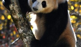 探秘熊猫，揭秘这些可爱生灵的冷知识