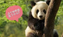 熊猫冷知识大全，揭秘这些黑白萌物的神秘面纱