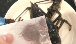 藏红花的完美搭配，提升健康与美味的秘诀