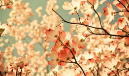 昵称花花的由来，一段温馨的故事