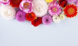花花的世界，探索花花背后的花卉奥秘