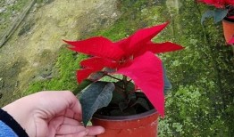 花卉搭配的艺术，解读花与花搭配的花语