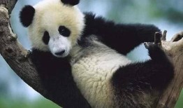 揭秘熊猫，一般人不知道的十个有趣事实