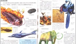 动物百科大全，探索自然界的奇妙生物