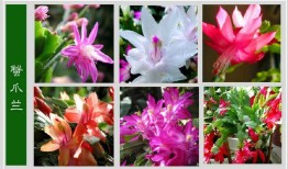 花与花名大全，探索自然界的美丽与奥秘