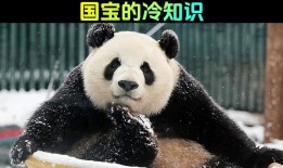 揭秘熊猫，一般人不知道的冷知识