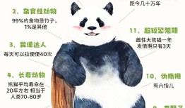 探秘熊猫，揭秘这些可爱生灵的冷知识