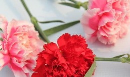 花语，花代表的意义及其文化传承