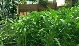 探索降糖茶，天然草本饮品的潜力