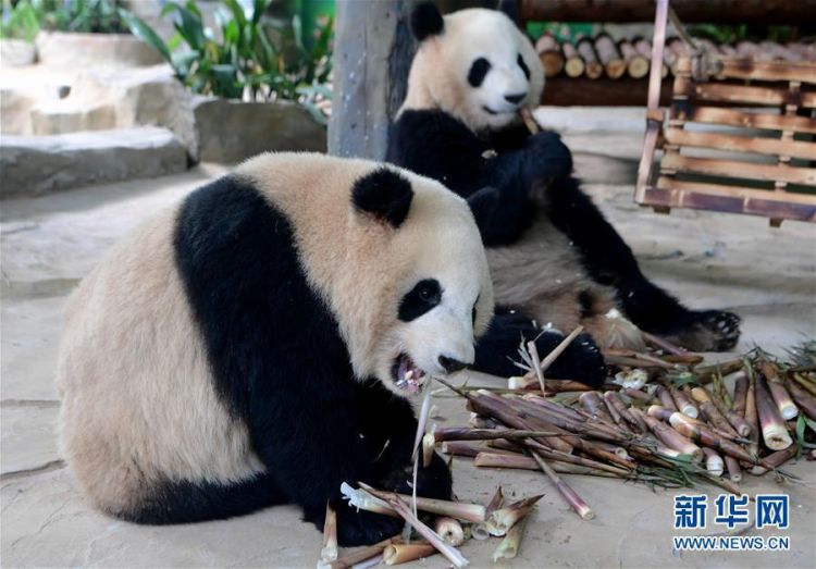 山西熊猫，知识产权保护的典范
