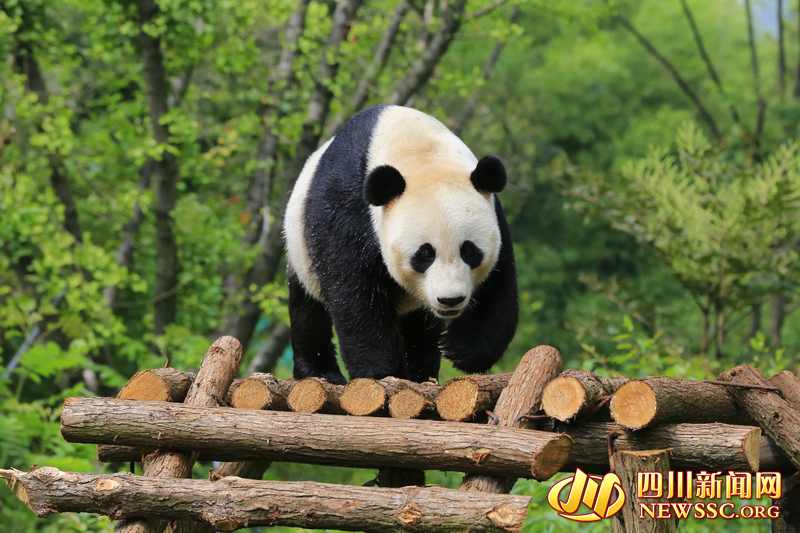 山西熊猫，知识产权保护的典范