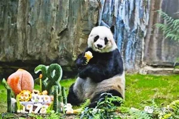 山西熊猫，知识产权保护的典范