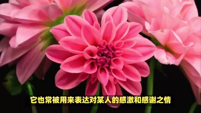 花的寓意与花语，解读自然的语言