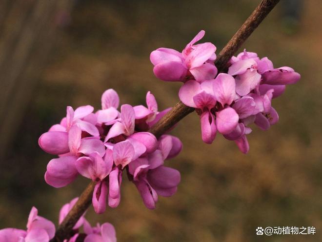 花的寓意大全，探索花卉语言的奥秘