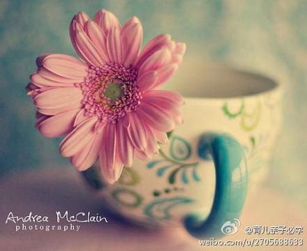 花的寓意大全，探索花卉语言的奥秘