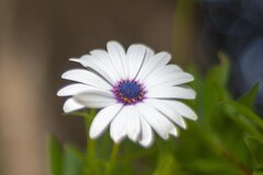 花的寓意大全，探索花卉语言的奥秘