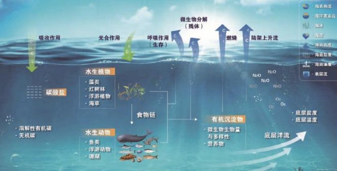 探索知识海洋，下载百科查询神器