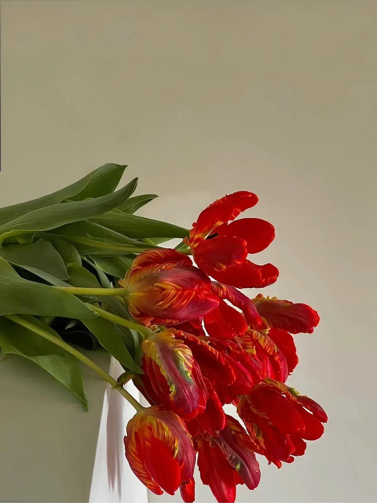 郁金香与玫瑰花的搭配艺术，自然之美的和谐交响