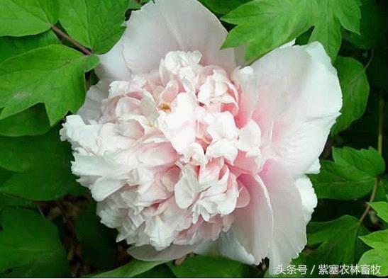 牡丹菊与其他花卉的完美搭配艺术 牡丹菊与其他花卉的完美搭配艺术