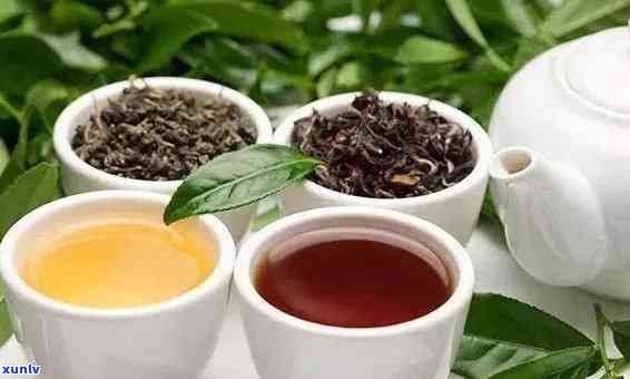 探索有助于降血脂降血压的茶类，健康饮品的科学选择