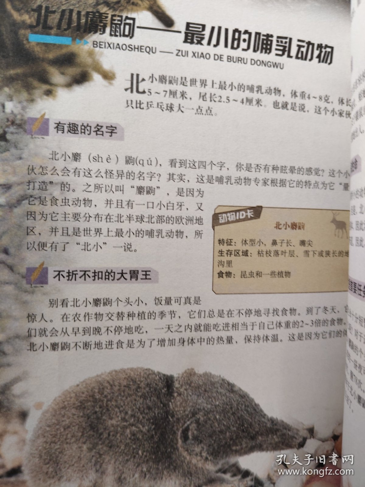动物王国的奇妙百科，题目与答案