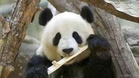 熊猫冷知识大全，揭秘这些黑白萌物的神秘面纱