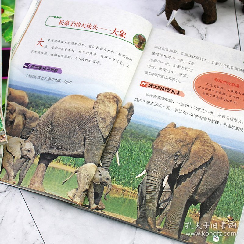 及答案大全，探索动物世界的奥秘