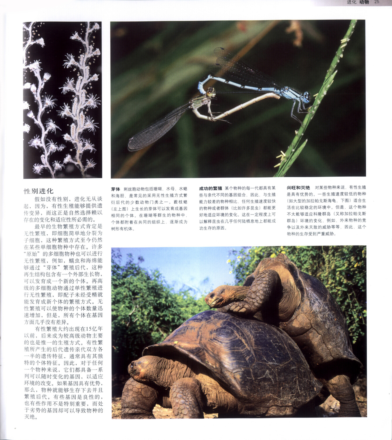 动物百科大全，探索自然界的奇妙生物