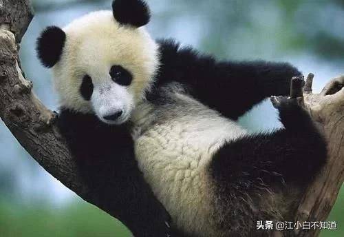 揭秘熊猫，一般人不知道的十个有趣事实