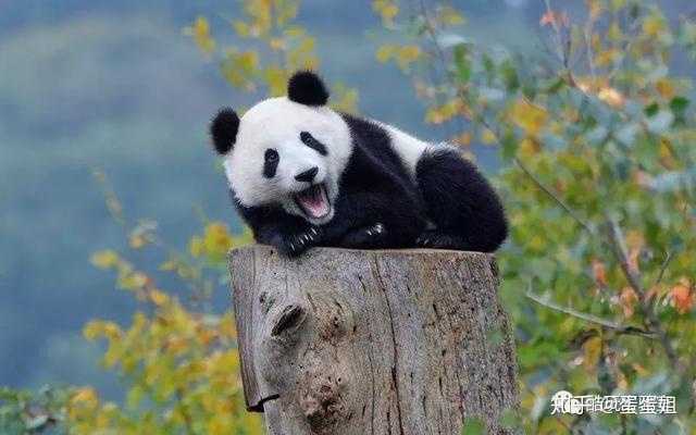 揭秘熊猫，一般人不知道的十个有趣事实