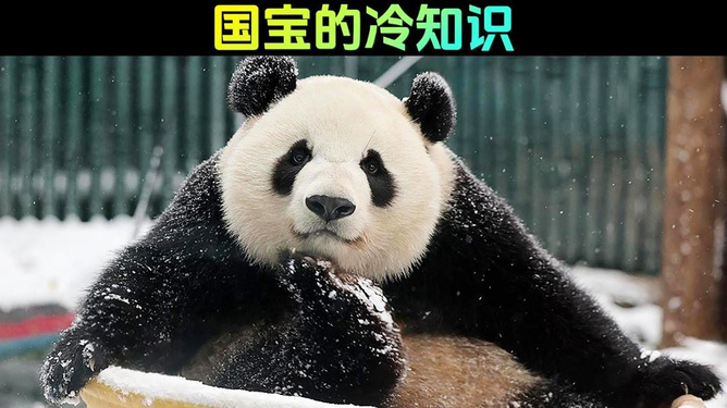 揭秘熊猫，一般人不知道的冷知识
