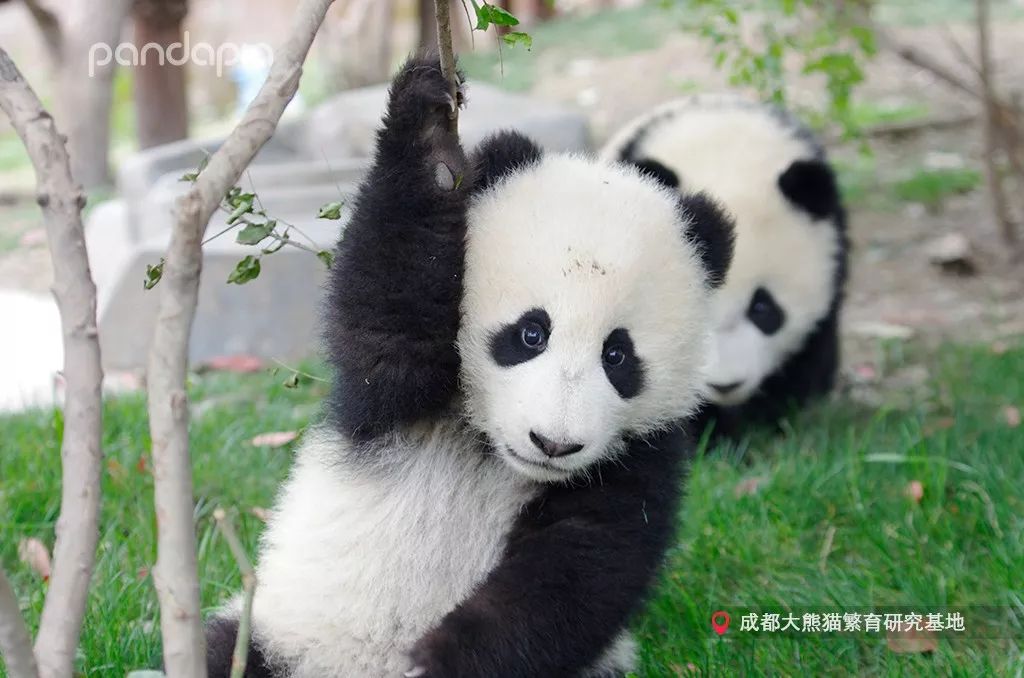 揭秘熊猫，一般人不知道的熊猫知识