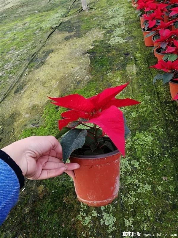 花卉搭配的艺术，解读花与花搭配的花语