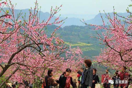 花花的世界，探索花花背后的花卉奥秘