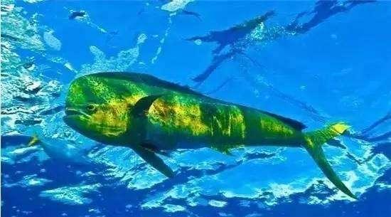 探索知识海洋，百科平台软件下载指南