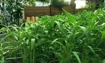 探索降糖茶，天然草本饮品的潜力